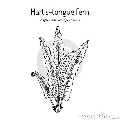 Harts-tongue fern Asplenium scolopendrium , ornamental and medicinal plant. Vector Illustration