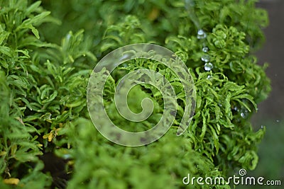 Harts tongue thyme moss, fresh green leaves nature background Stock Photo