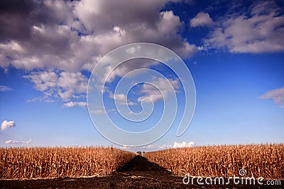 Harvest Stock Photo