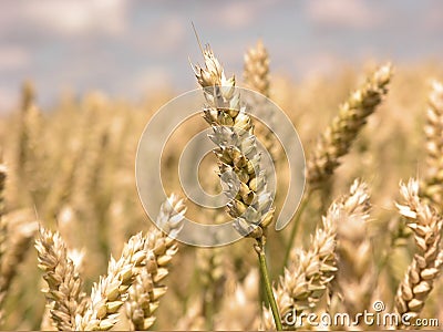 Harvest Stock Photo