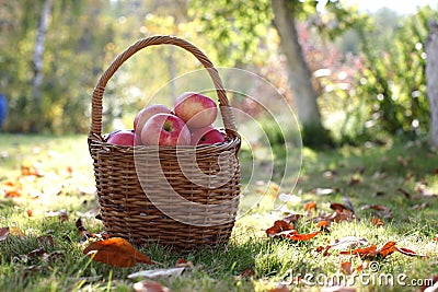 Harvest, apples in basket Stock Photo