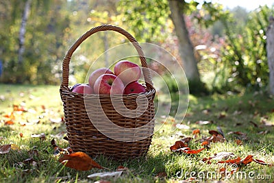 Harvest, apples in basket Stock Photo