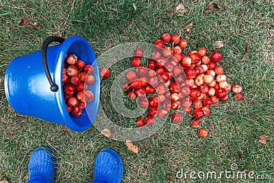 Harvest. A bucket of freshly picked crab apples lies on the grass. Apples spilled out of the bucket, top view Stock Photo