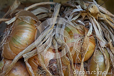 Harvest. Bunches onions are dried in a barn in the village Stock Photo