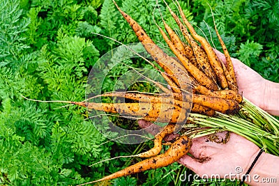 Harvest of carrots is holding a organic food Stock Photo