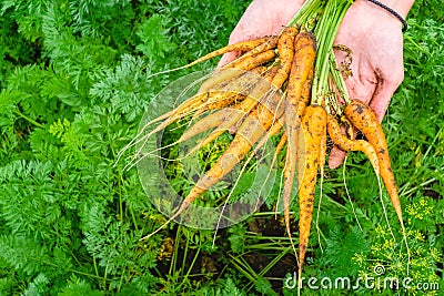 Harvest of carrots is holding a organic food Stock Photo