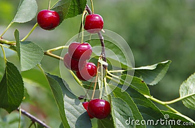 Harvest cherries on the branches of the bush Stock Photo