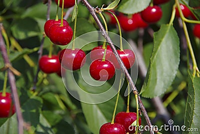 Harvest cherries on the branches of the bush Stock Photo