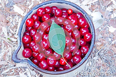 Harvest of cherries. Stock Photo