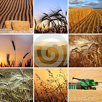 Harvest collection Stock Photo