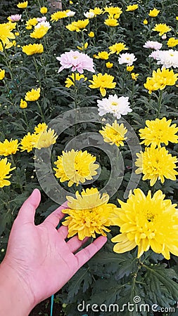 Yellow Crisan Flowers Stock Photo