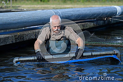 Harvest farmed fish Stock Photo