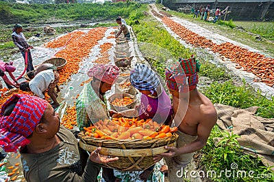 After harvest farmers are putting fresh carrot in jute bags and preparing for export at Savar, Editorial Stock Photo