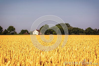 Harvest festival golden field of wheat. Farmland in Norfolk, East Anglia, UK Stock Photo