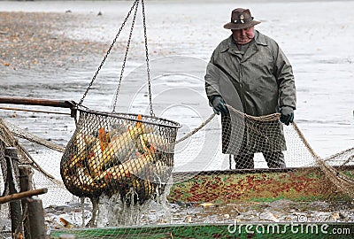 Harvest of fishpond. Editorial Stock Photo