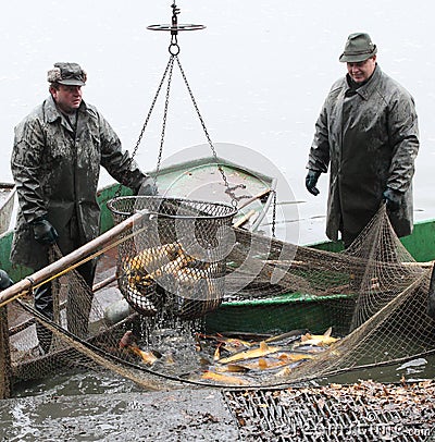 Harvest of fishpond. Editorial Stock Photo