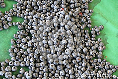 Harvest of fresh acai berries Stock Photo