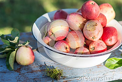 Harvest of the fresh dewy apples in the white bowl on the bench in the garden in early morning, Stock Photo