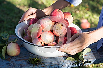 Harvest of the fresh dewy apples in a white bowl on the bench in the garden in early morning Stock Photo