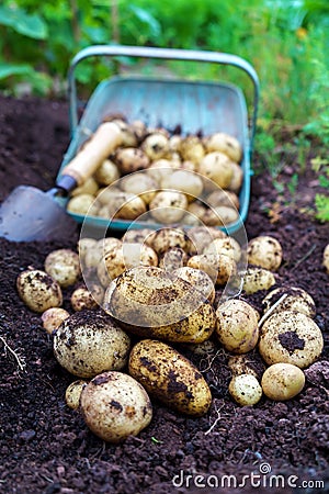 Harvest of fresh organic potatoes in the garden with full basket and little trowel in the soil Stock Photo