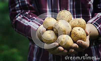 Harvest of fresh raw potatoes in hands of farmer against green background. Organic farming Stock Photo