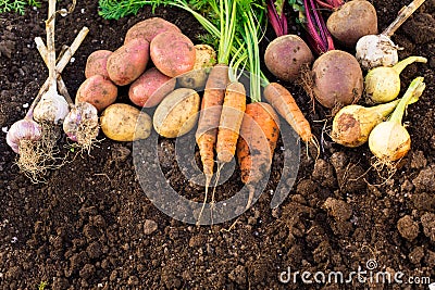 Harvest of fresh vegetables on ground in garden. Stock Photo