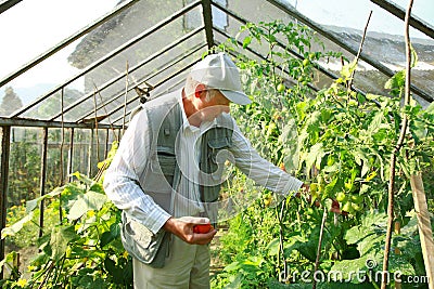 Harvest from glasshouse Stock Photo