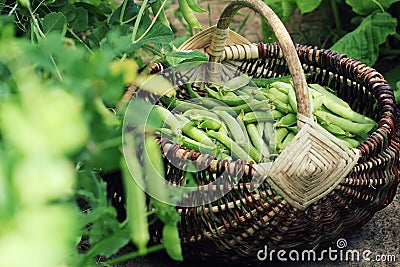 Harvest of green fresh peas picking in basket . Green pea pods on agricultural field. Gardening background with green Stock Photo