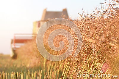 Harvest Stock Photo