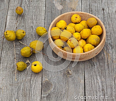 Harvest Japanese quince (Chaenomeles japonica) Stock Photo