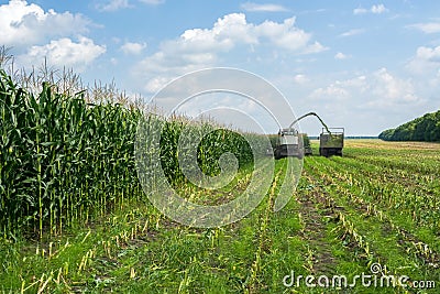 Harvest of juicy corn silage by a combine harvester and transportation by trucks, for laying on animal feed Stock Photo
