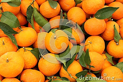 Harvest of mandarins varieties clementines Stock Photo