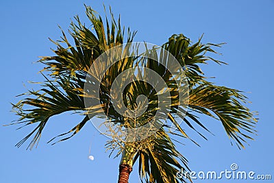 Moon Beneath Palm Tree at Dusk Stock Photo