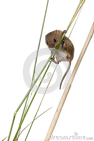 Harvest Mouse in front of a white background Stock Photo