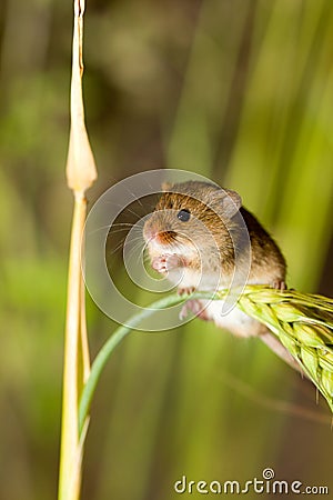 A Harvest Mouse in its Natural Habitat Stock Photo