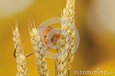 Harvest mouse Stock Photo