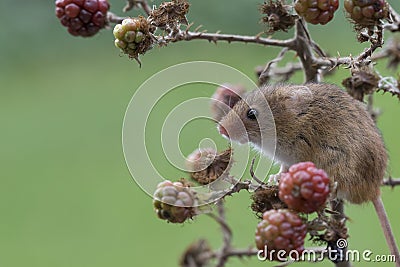 Harvest mouse, mice close up portrait sitting on thistle, corn, wheat, brambles, sloe, daisy, flowers Stock Photo