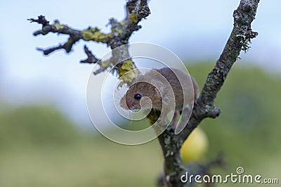 Harvest Mouse - Micromys minutes Stock Photo