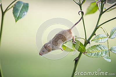 Harvest Mouse - Micromys minutes Stock Photo