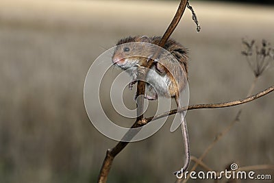 Harvest mouse, Micromys minutus Stock Photo