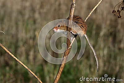 Harvest mouse, Micromys minutus Stock Photo