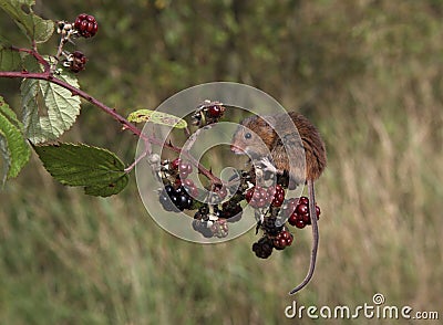 Harvest mouse, Micromys minutus Stock Photo