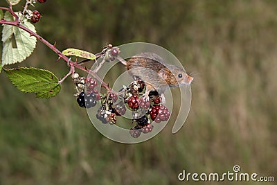 Harvest mouse, Micromys minutus Stock Photo