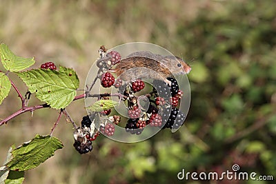 Harvest mouse, Micromys minutus Stock Photo