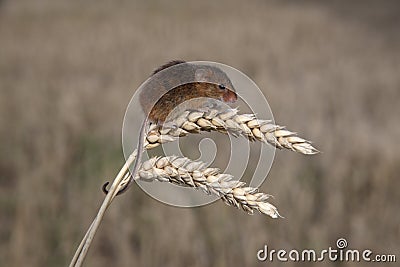 Harvest mouse, Micromys minutus Stock Photo