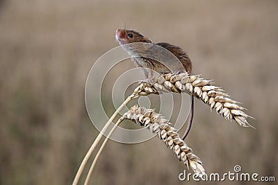 Harvest mouse, Micromys minutus Stock Photo