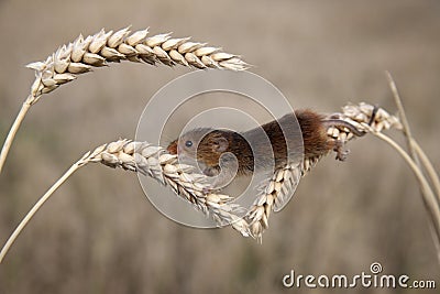 Harvest mouse, Micromys minutus Stock Photo