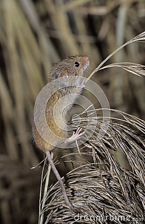 Harvest mouse, Micromys minutus Stock Photo