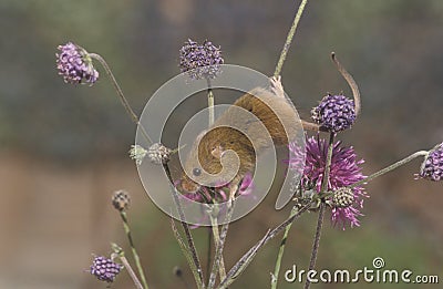 Harvest mouse, Micromys minutus Stock Photo