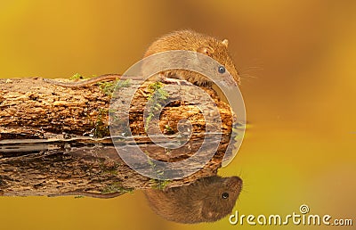 Harvest mouse pitstop Stock Photo